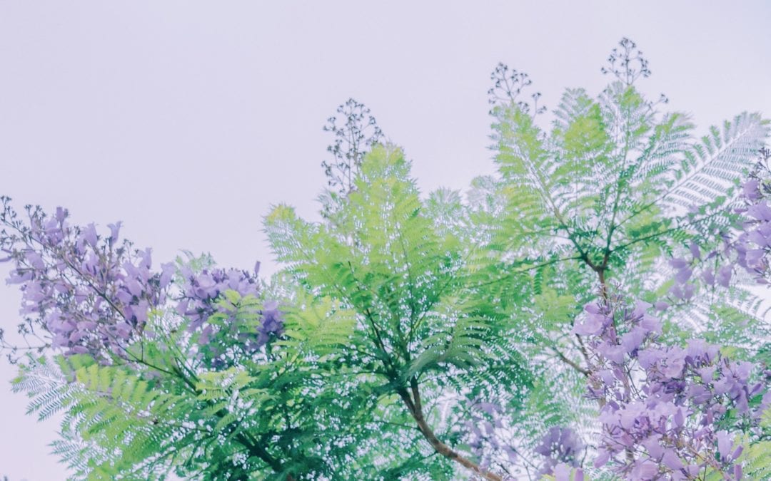 How To Prune Crape Myrtles And Avoid “Crape Murder”