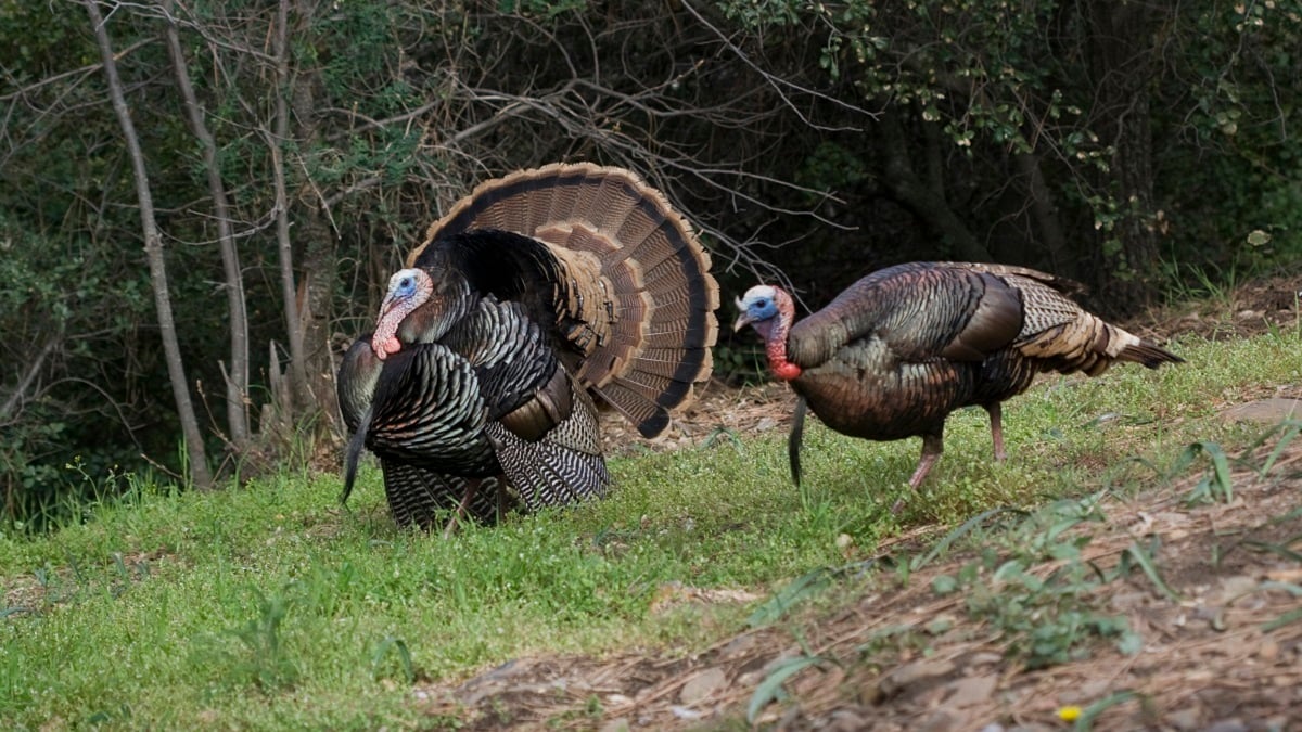 Alabama NewsCenter — Auburn professor hopes research will help reverse decline in turkey population