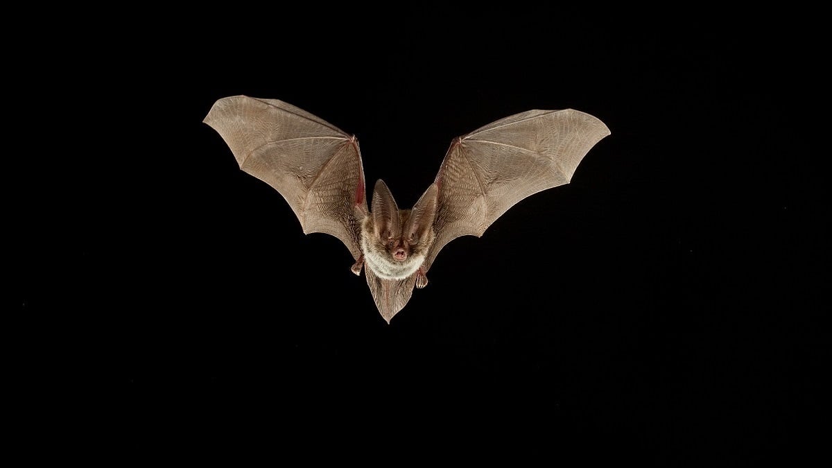 Alabama NewsCenter — Bats: Dangerous, blind bloodsuckers or helpful, biological pest control?