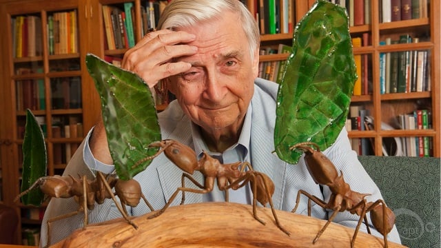 Alabama NewsCenter — Alabama native E.O. Wilson, internationally recognized biologist and author, dead at 92