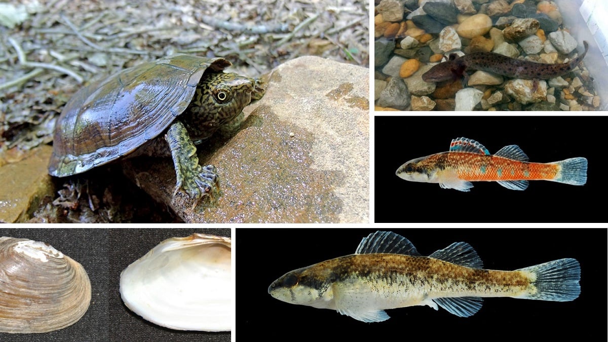 Alabama NewsCenter — Alabama watersheds to benefit from recent environmental grants