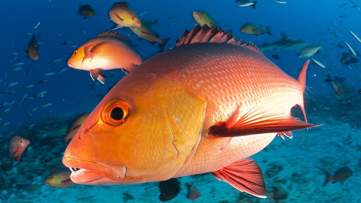 Alabama NewsCenter — New mobile app to aid Gulf of Mexico fishermen, boaters