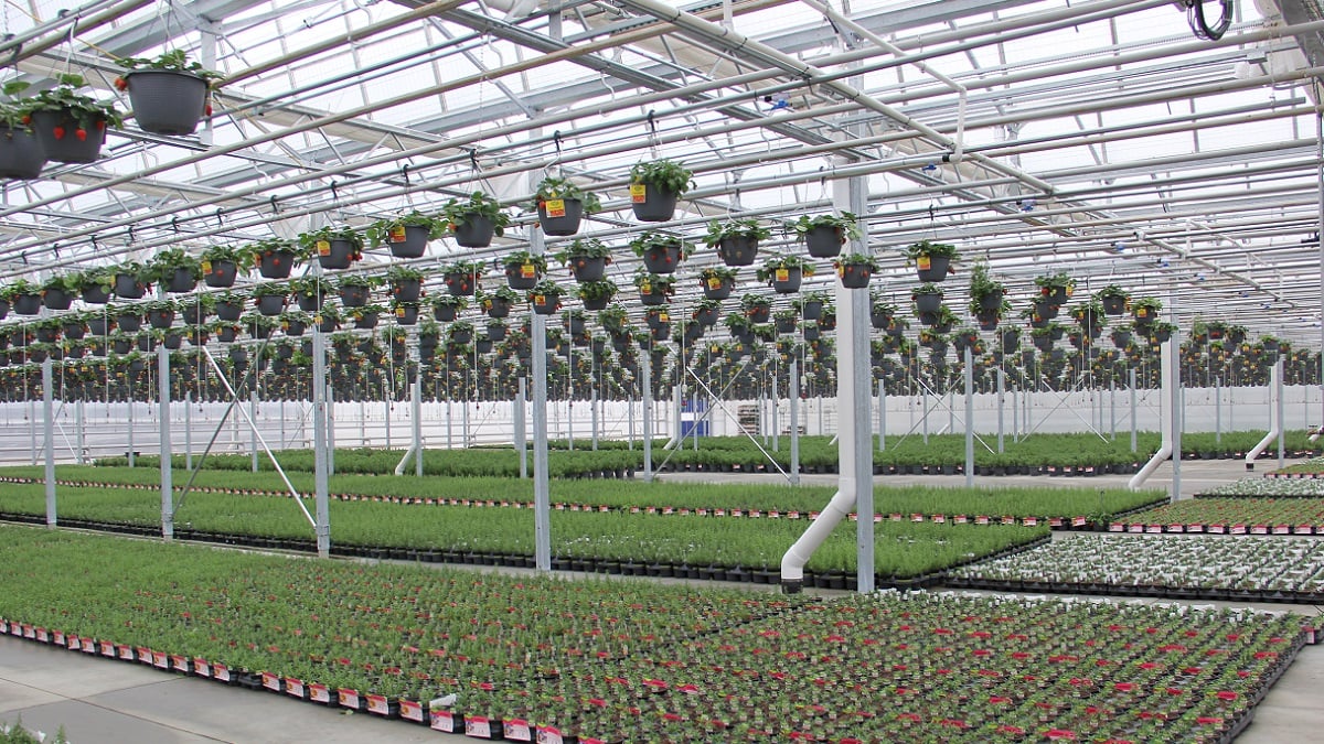 Alabama NewsCenter — Bonnie Plants expands e-commerce efforts with innovative Alabama greenhouse space