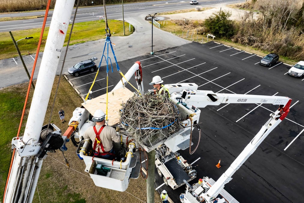 Alabama NewsCenter — How Alabama Power helped safely relocate an osprey nest