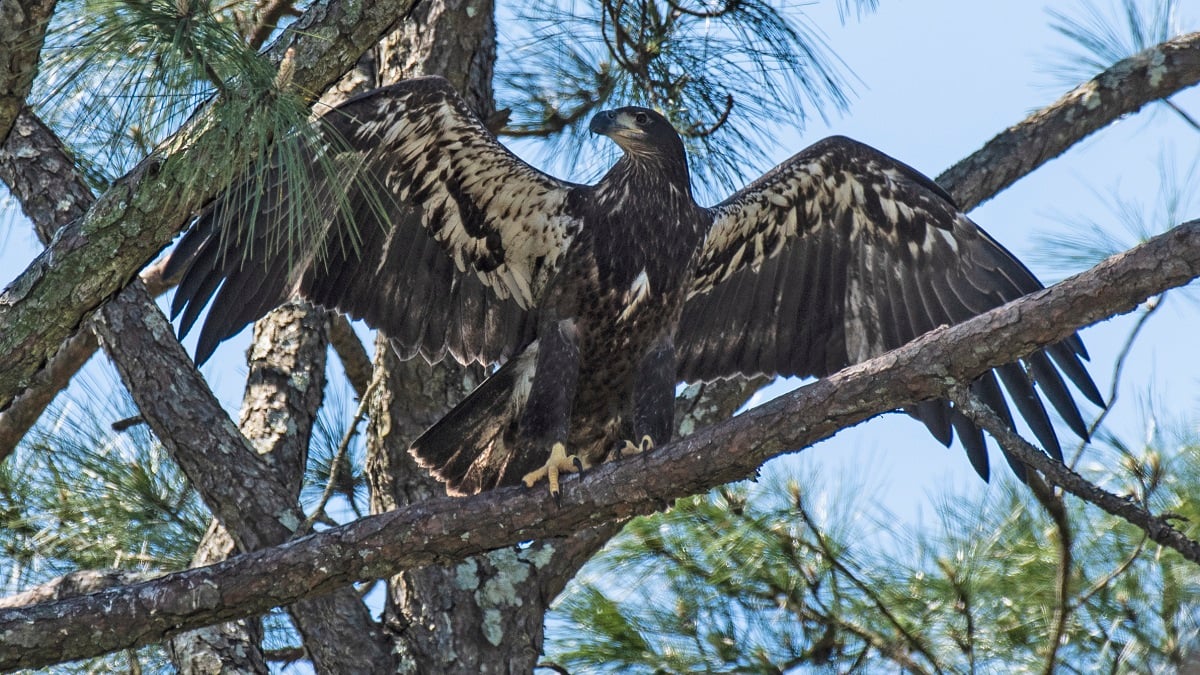 Alabama NewsCenter — Why bald eagles are thriving in Alabama