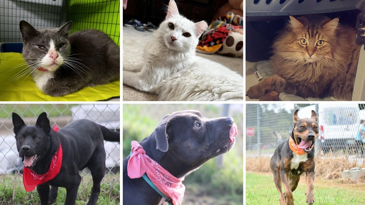 Alabama NewsCenter — Shelby Humane’s no-kill shelter found ‘forever homes’ for more than 1,400 cats and dogs in 2021