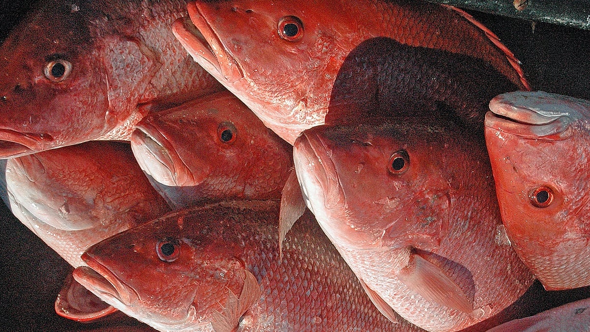 Alabama NewsCenter — Memorial Day weekend kicks off red snapper season in Alabama’s coastal waters
