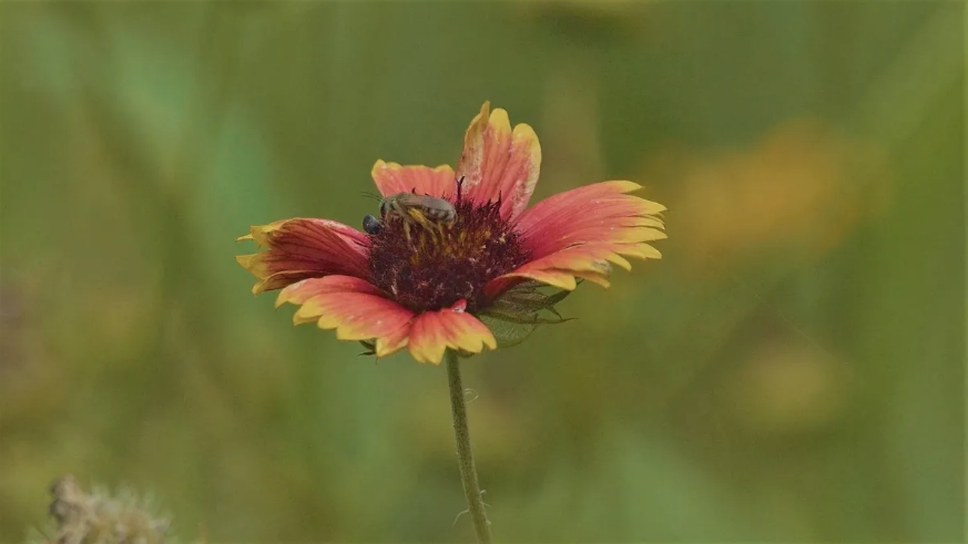 Alabama NewsCenter —Pollinators play a critical ecological role in Alabama, and you can help