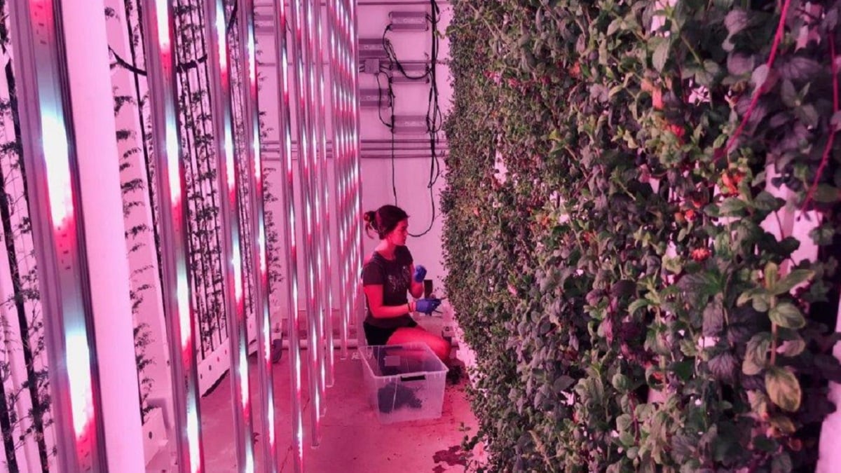 Alabama NewsCenter — Indoor, hydroponic farms sprouting across Alabama