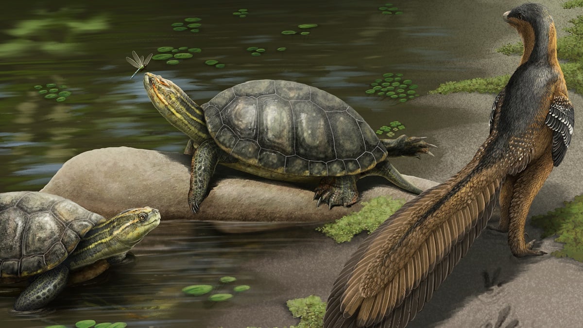 Alabama NewsCenter — New species of giant fossil turtle discovered in Alabama