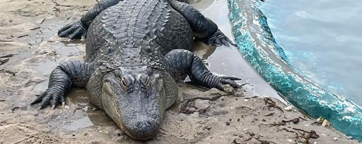 Alabama NewsCenter — Alligator Alley is an Alabama small town wonder with some bite