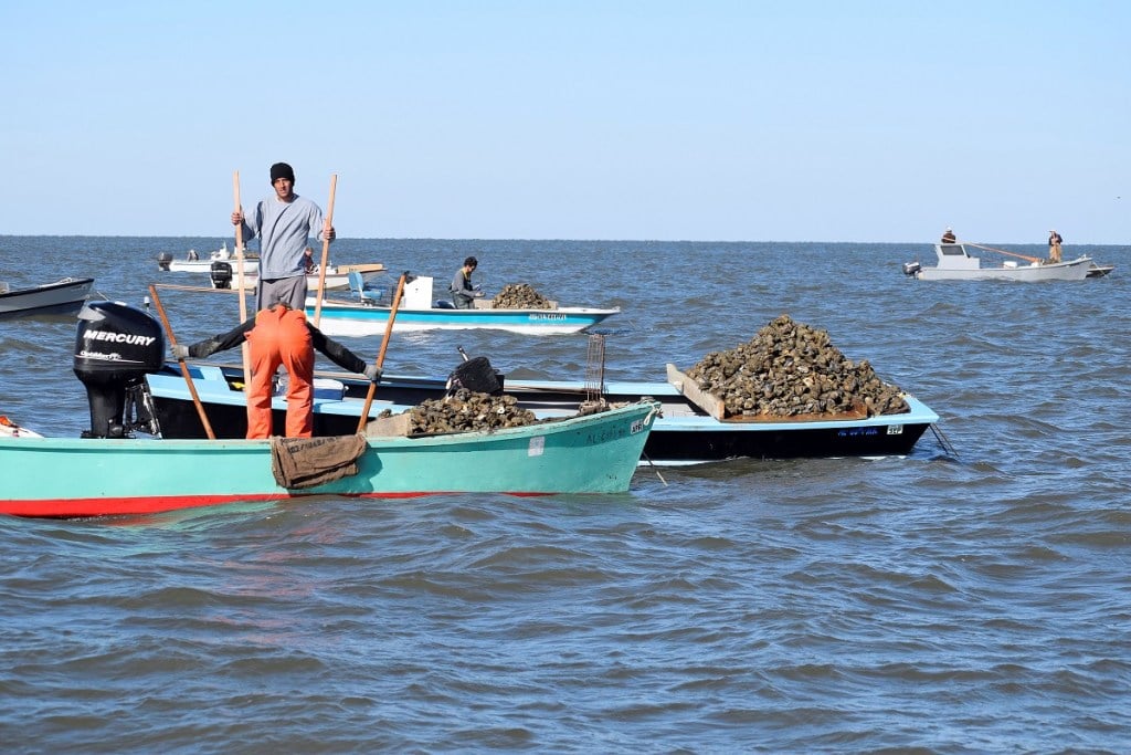 Alabama NewsCenter — Alabama’s oyster harvest off to great start