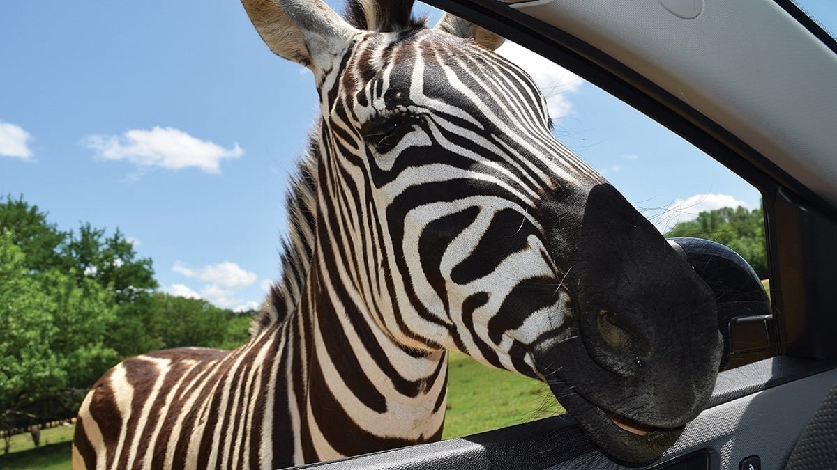 Alabama NewsCenter — Take a wild ride at the Alabama Safari Park