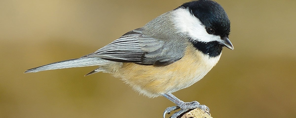 Alabama NewsCenter — Alabama bird lovers: Take a hike at Ten Islands Historic Park on Lake Neely Henry
