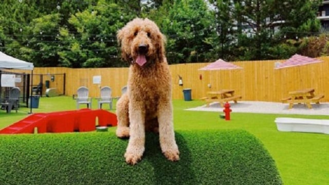 Alabama NewsCenter — New dog park and bar concept brings pup-friendly entertainment to Alabama