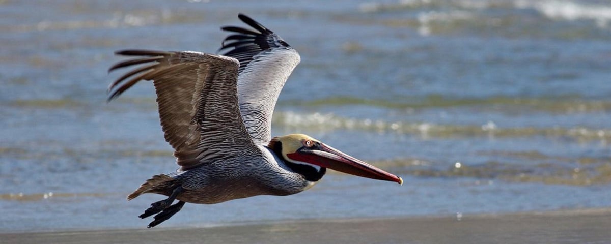 Alabama NewsCenter — Alabama’s Gulf Coast to benefit from $47 million in watershed, habitat restoration grants