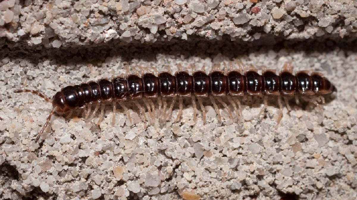 Alabama NewsCenter — Alabama expert offers tips to keep pests from following you indoors this winter