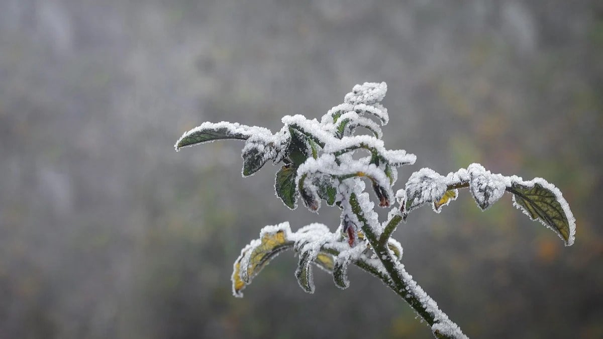 Alabama NewsCenter — Alabama gardener alert: Will plants recover from recent freeze damage?