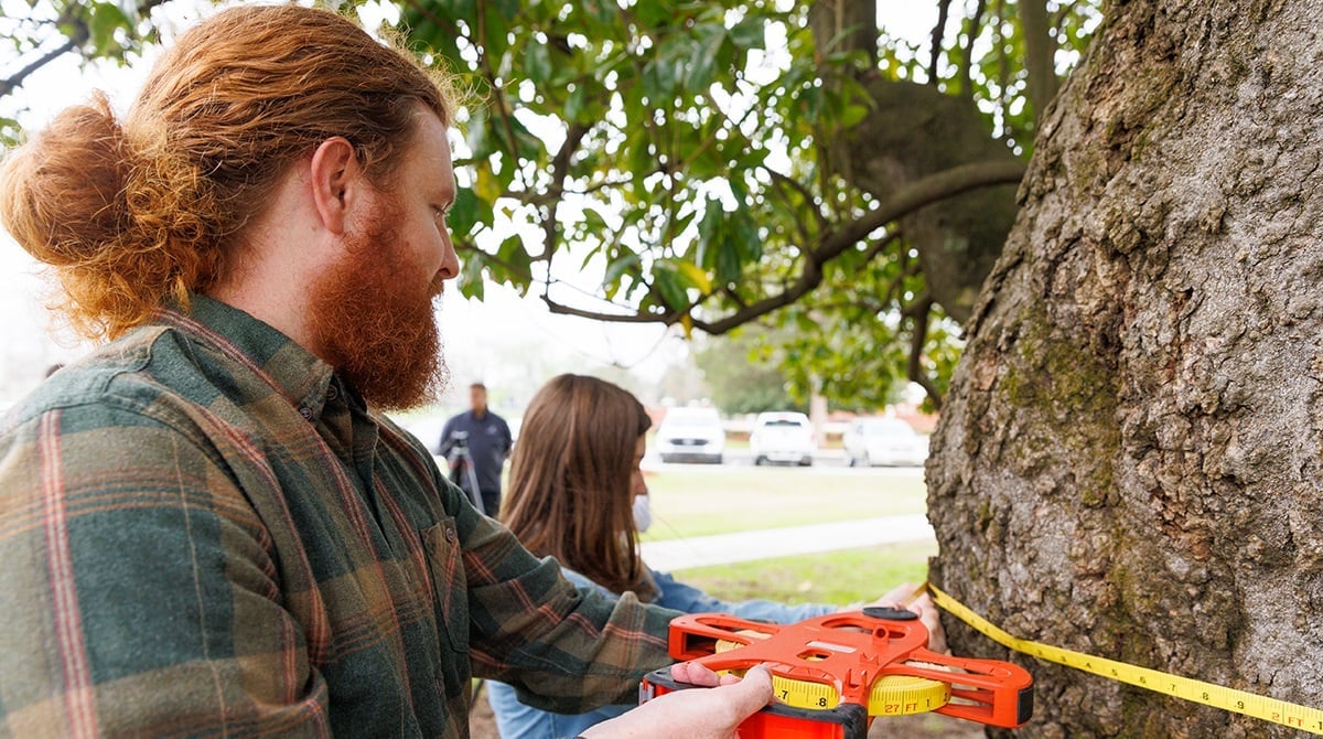Alabama NewsCenter — University of Alabama campus home to Alabama Champion Tree