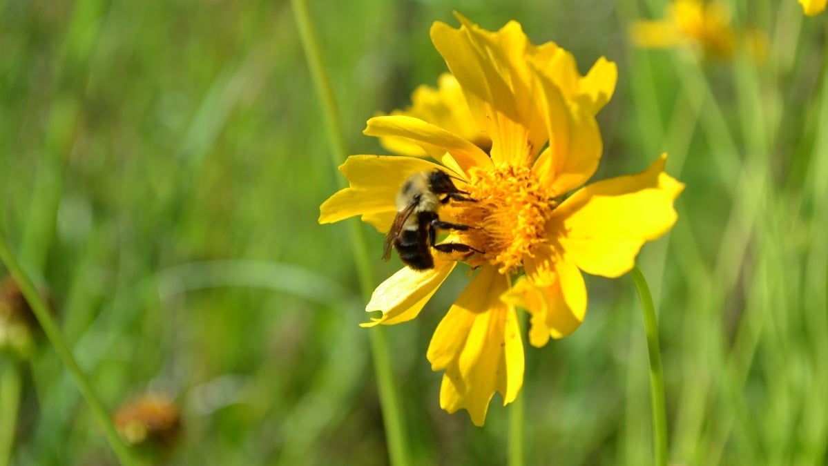 Spring is in bloom in Alabama and nearby
