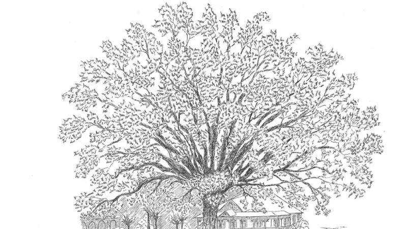 Alabama NewsCenter — In Eufaula, Alabama, you’ll find a tree that owns itself