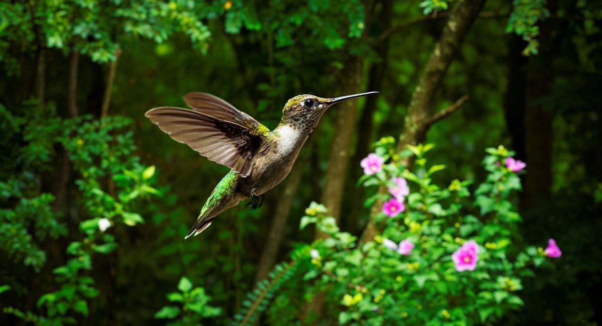 Alabama Tourism launches Year of Alabama Birding