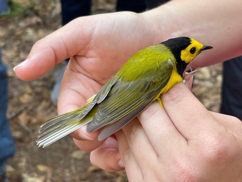 Alabamians get rare, close-up view of migratory birds during event at Fort Morgan