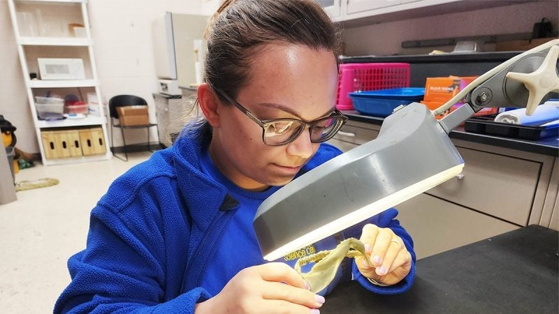 Alabama scientist leads study revealing hidden secrets of Atlantic sharpnose sharks