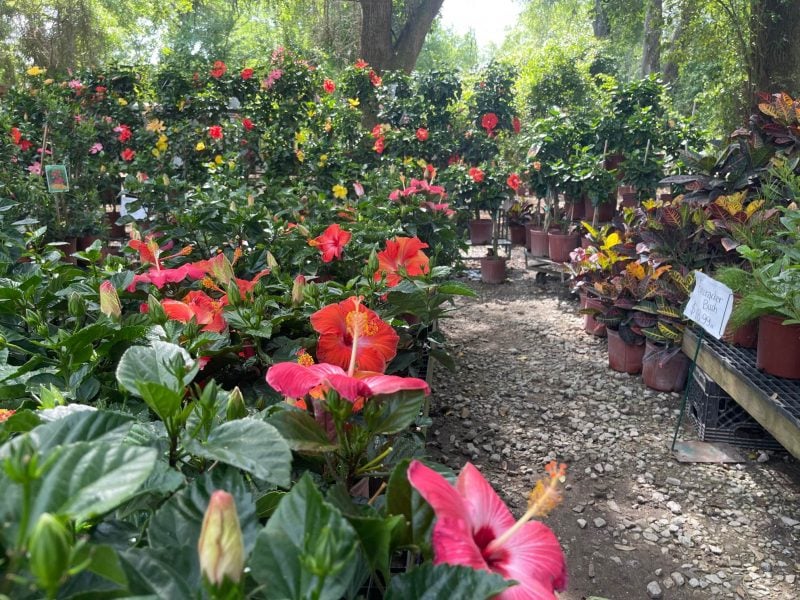 6 nurseries and flower shops to visit in Alabama this spring