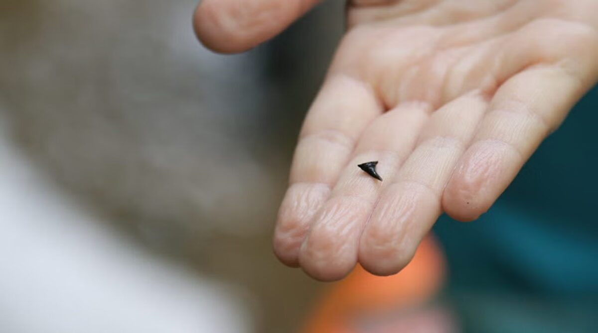 University of Alabama fossil expeditions bring science to the people and the people to science
