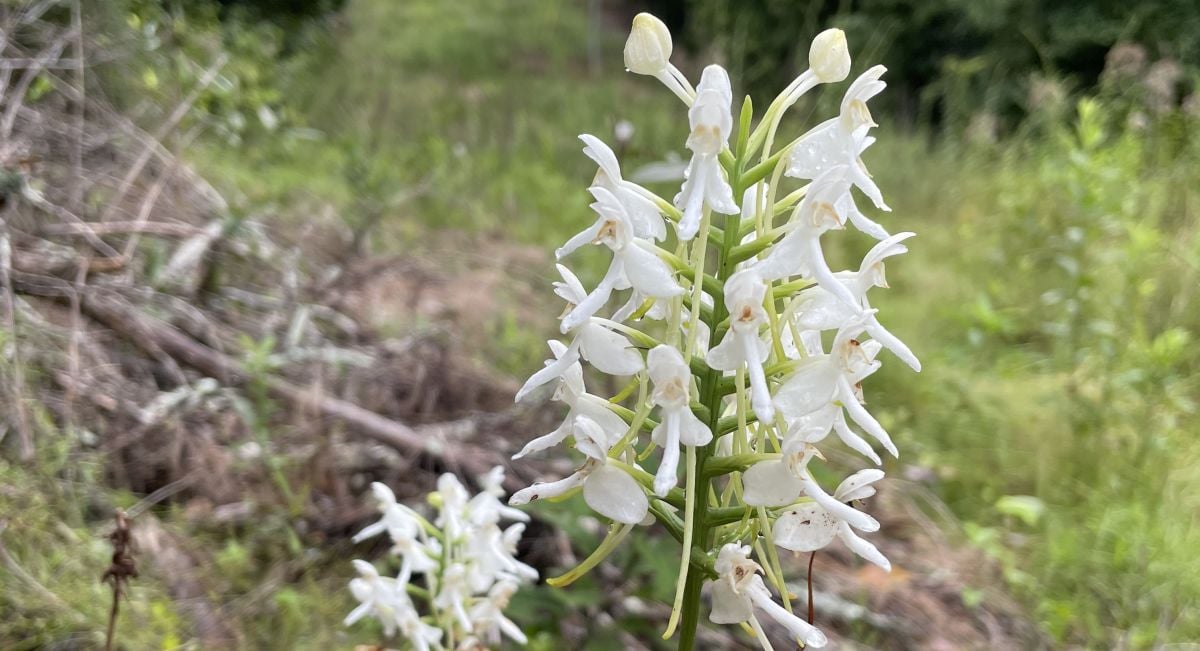 Alabama Power protects rare white fringeless orchid on transmission rights of way