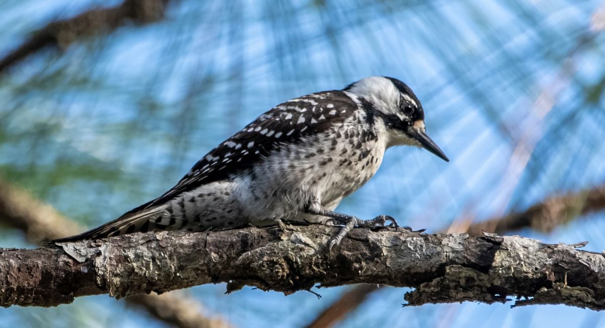 Lake Mitchell’s longleaf pines are safe haven for red-cockaded woodpecker in Alabama